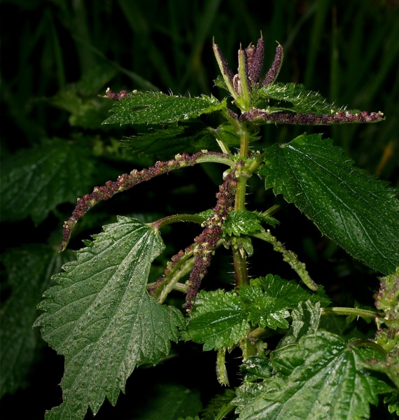 Urtica membranacea